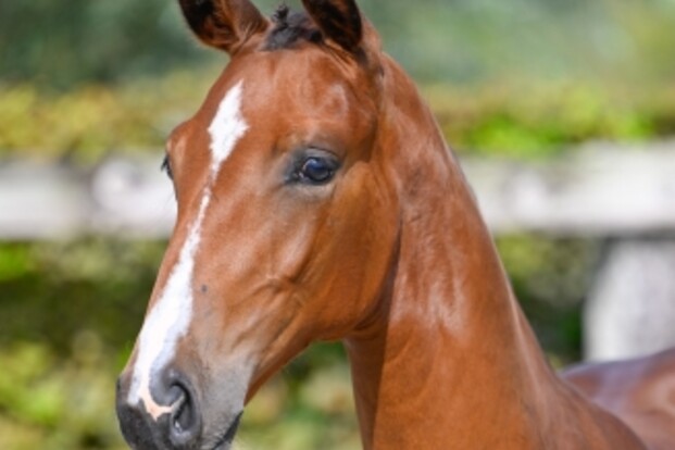 BWP Online Foal Auction schot in de roos
