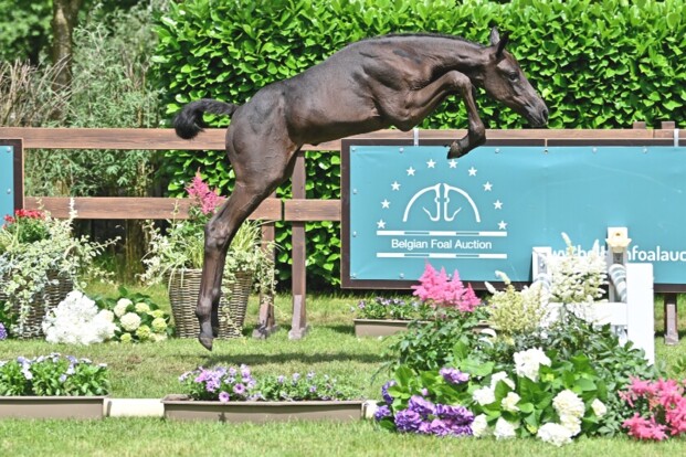 Belgian Foal Auction breekt alle records!