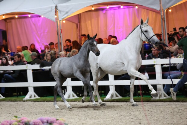 Eerste Flanders Foal Auction geeft fokkerij nieuwe boost