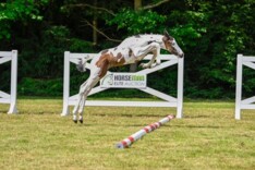 Het beste van België onder de hamer in Horseman Elite Auction