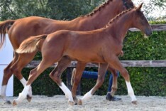 Deel 1 BWP Online Foal Auction goed verlopen