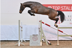 BWP Top Stallion Auction: de veilinghengsten