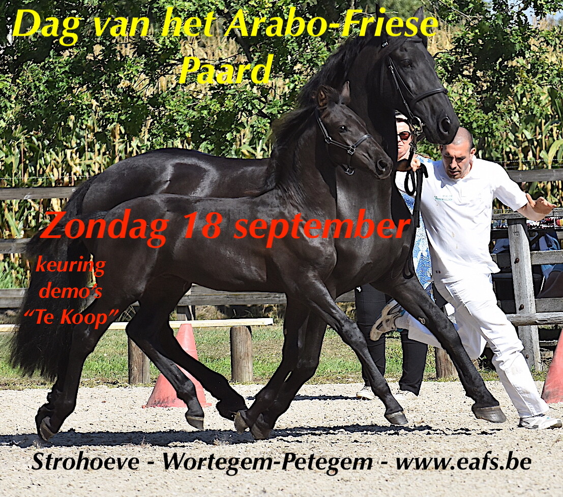 onwettig Vleien Intensief Galop.be - Dag van het Arabo-Friese Paard - 18 september - Stoeterij  Strohoeve