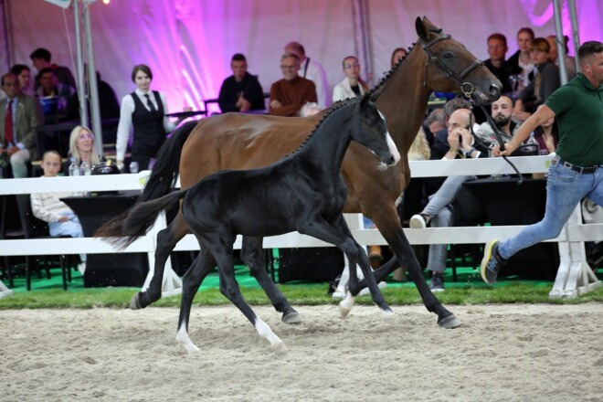 Flanders Foal Auction: 100% verkoop en 78.000 euro voor ¾ broer Clooney 51