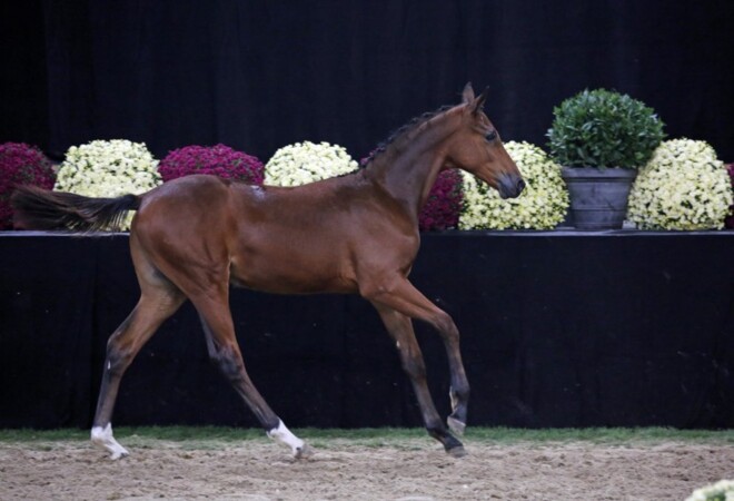 Opnieuw topeditie voor Flanders Foal Auction