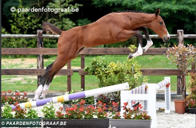 Darco-zoon topper Belgian Foal Auction